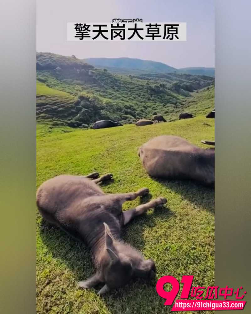 台湾阳明山擎天岗直播事故 2